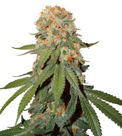ready to cut (70 - 80% brown pistils) / harvest your cannabis plants